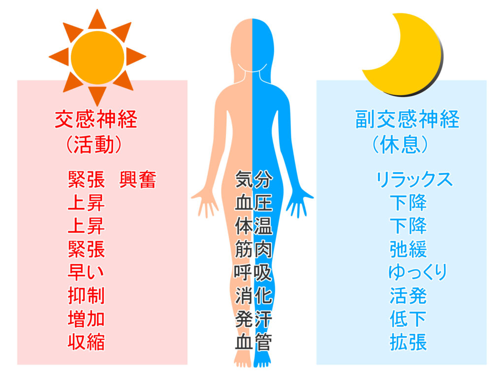 自律神経とは