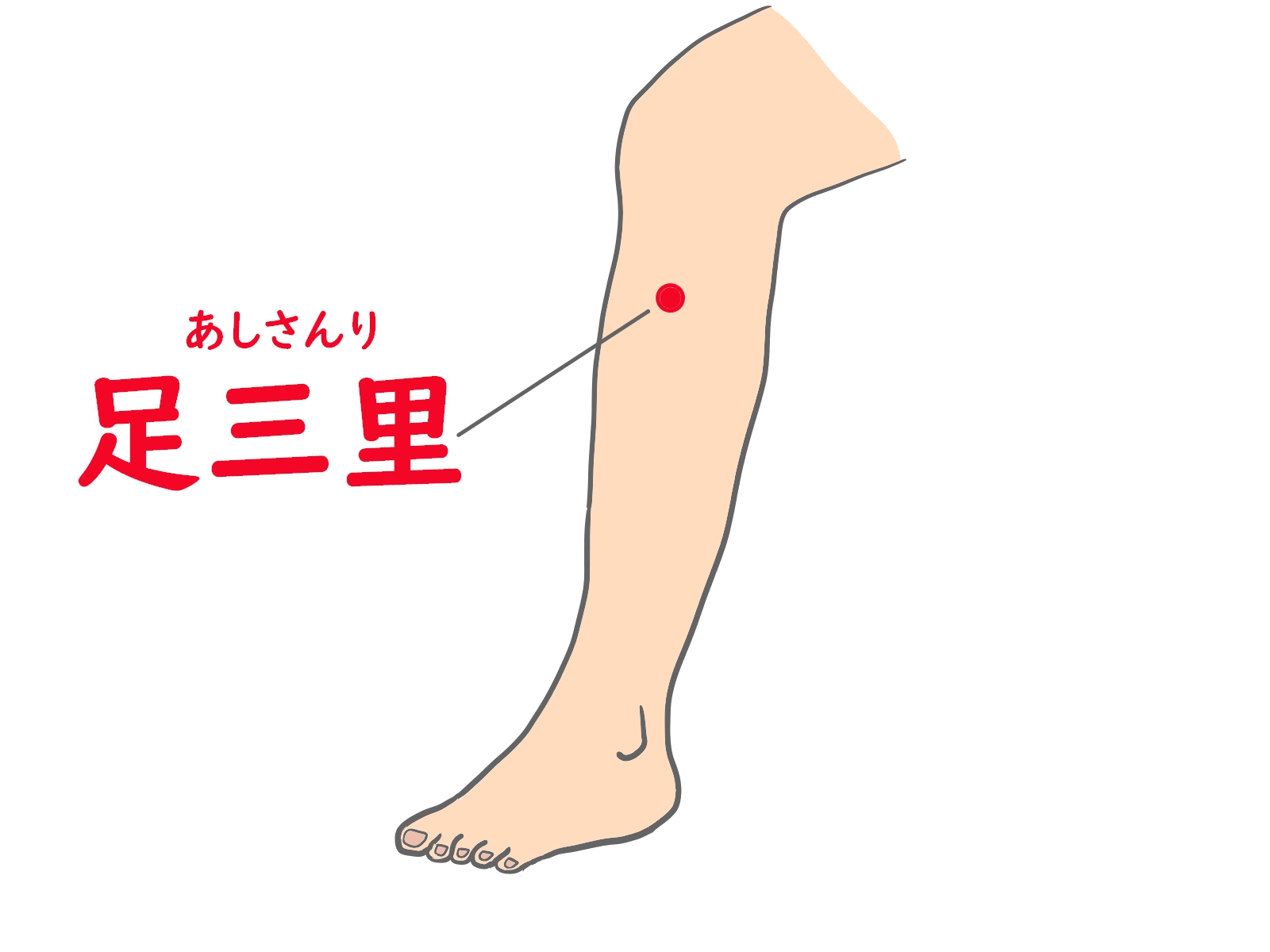 胃腸を整えるツボ「足三里」の位置